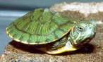 trachemys scripta elegans-3.jpg