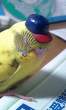 Parrot.jpg