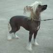 What a hairstyle.jpg