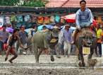 Bull race.jpg