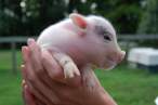 Baby pig.jpg
