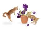 Flower fight.jpg