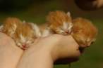Kittens.jpg