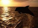 Dolphin.jpg