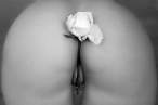 Rose [18+].jpg
