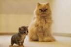 Kitten.jpg