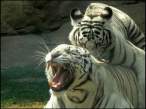 Winter tiger.jpg