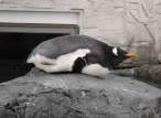 Penguin.jpg