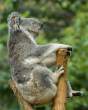 Koala.jpg