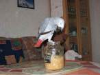 Parrot.jpg