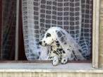 Dalmatian bride.jpg