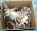 Boxed.jpg