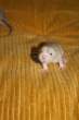 Mouse.jpg