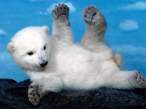 Baby bear.jpg