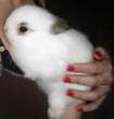 Wabbit.jpg