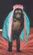 monkey_pictures_3.jpg