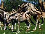 zebras_paarung_dsparil[1].jpg