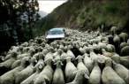 Sheeps.jpg