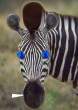 Luda Zebra.jpg