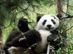 Panda.jpg