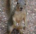 Squirell iPod.jpg