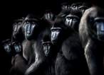 Monkeys.jpg