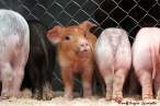 Pigs.jpg
