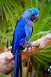 Blue.jpg