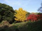 Green yellow red.jpg