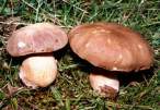 Boletus_aereus.jpg