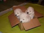 Boxed.jpg