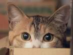 Kitty.jpg