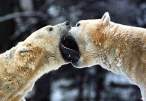 French kiss.jpg