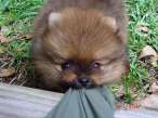 Big puff.jpg