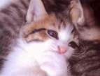Kitty.jpg