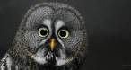 Owl.jpg