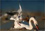 Swan.jpg
