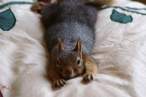 Chipmunks.jpg