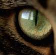 Eye.jpg