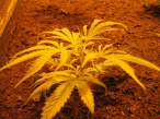 Marihuana.jpg