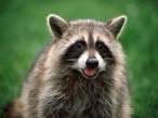 Racoon.jpg