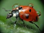 Lady bug.jpg