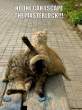 Masterlock_Cats.jpg