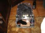 Cat pack.jpeg