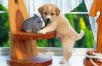 Bunny and a puppy.jpg