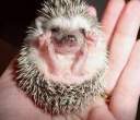 Baby Hedgehog.jpg