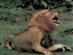 Lion.jpg