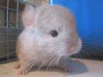 Cute Hamster.jpg