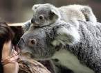 Koala.jpg