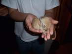Baby rabbit.jpg